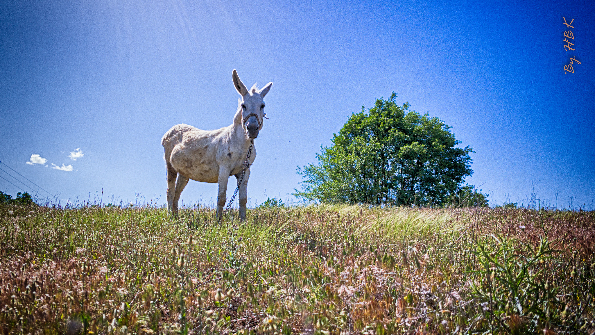 Samsung NX 16mm F2.4 Pancake sample photo. Why donkey looks me..? photography
