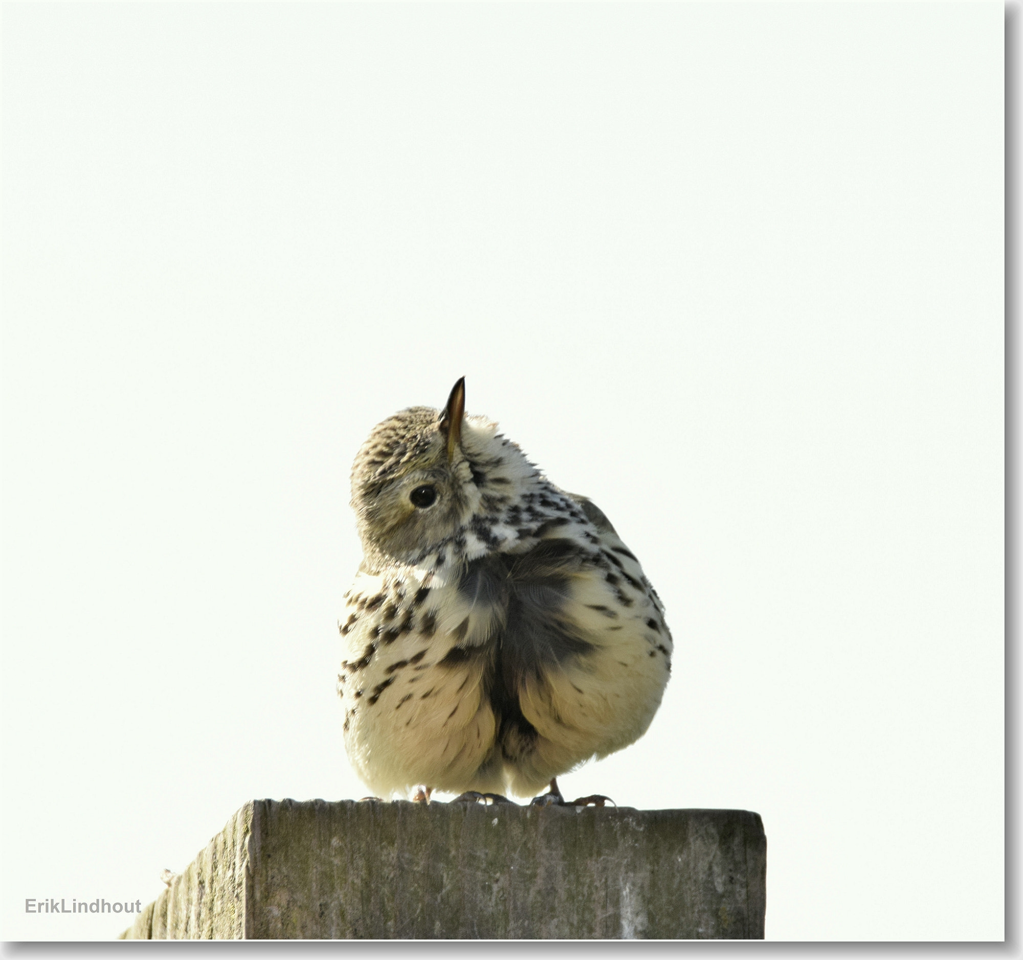 Sigma 150-600mm F5-6.3 DG OS HSM | C sample photo