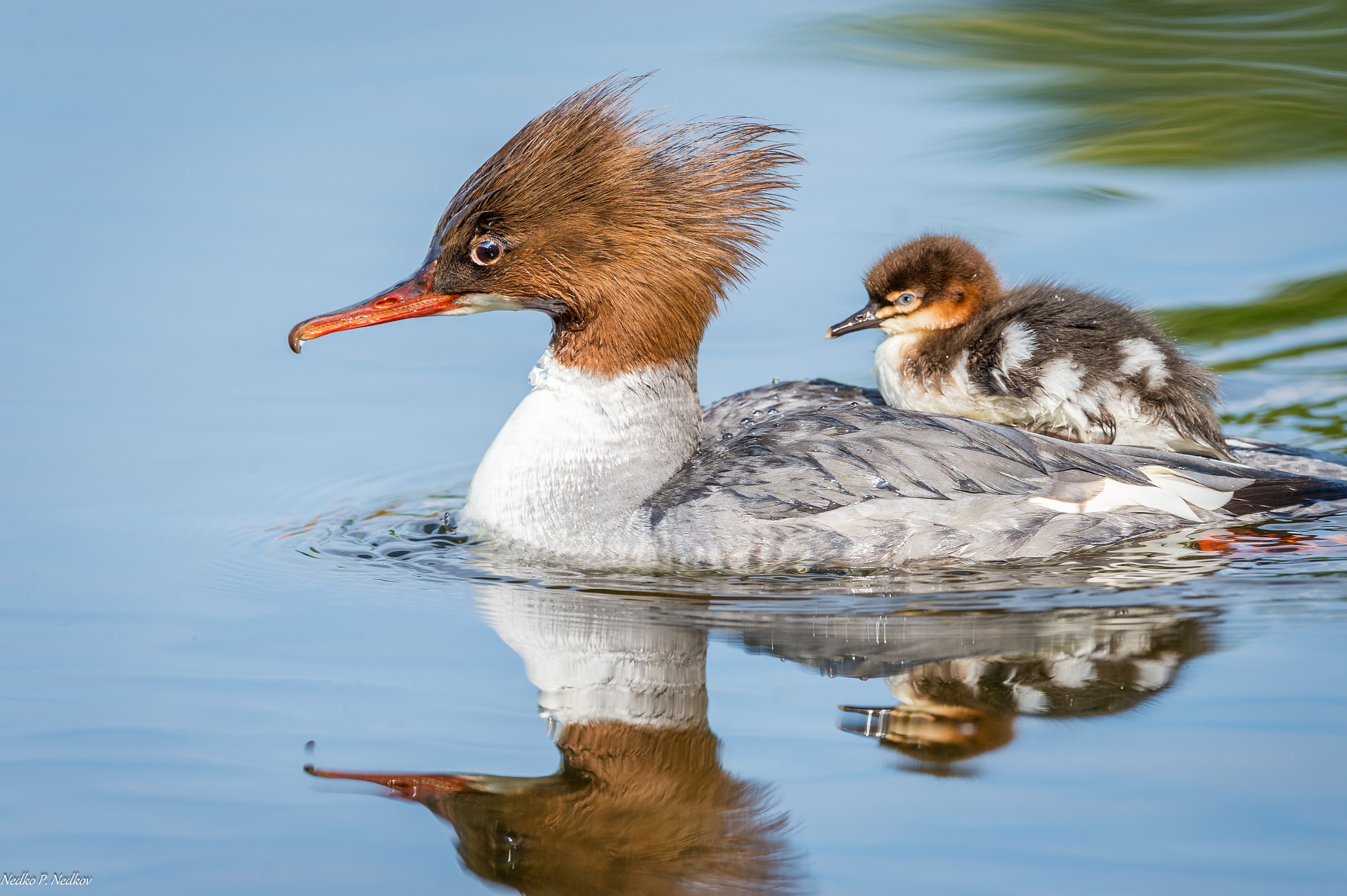 Nikon AF-S Nikkor 600mm F4E FL ED VR sample photo. Taxi mum photography
