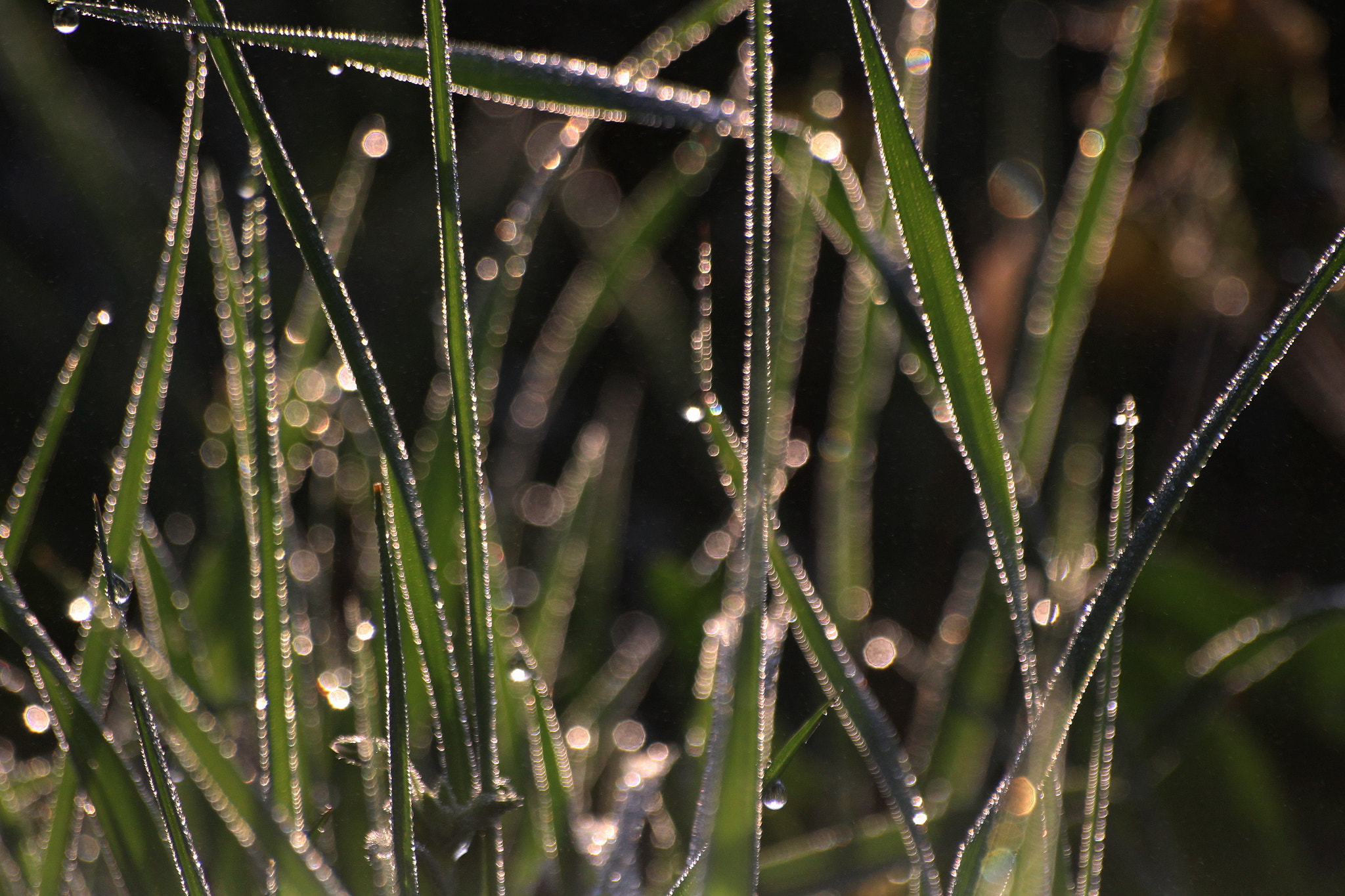 Sigma 70-300mm F4-5.6 APO DG Macro sample photo. Morning dew photography