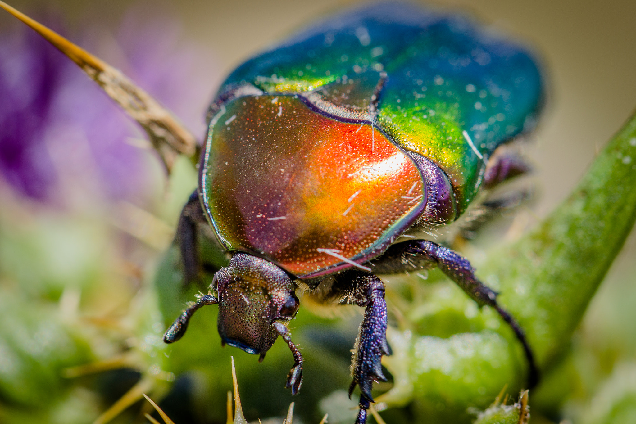 Canon EF 100mm F2.8L Macro IS USM sample photo. Rose-chafer (potosia cuprea) photography