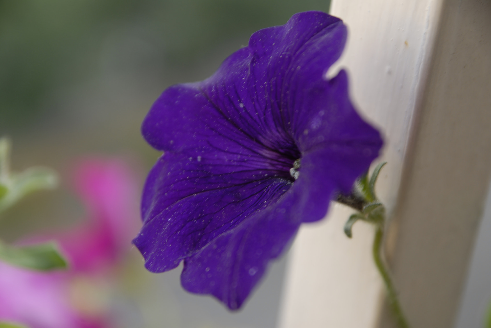 Sigma 17-70mm F2.8-4 DC Macro OS HSM sample photo. Petunia photography