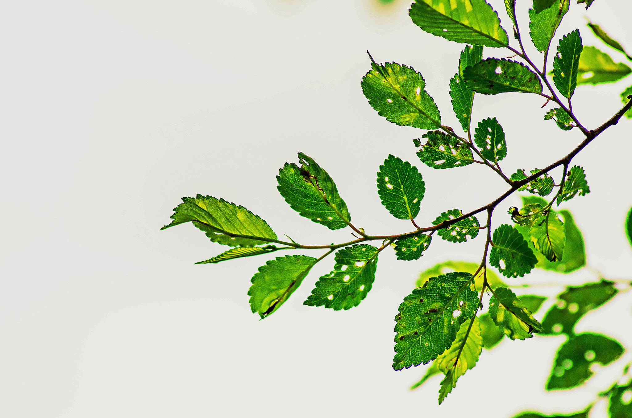 Tamron AF 70-300mm F4-5.6 Di LD Macro sample photo. Decoration leaves photography