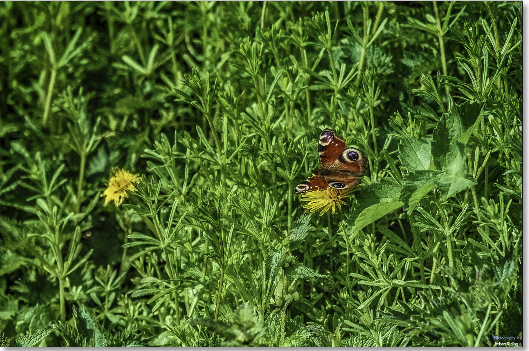 AF Zoom-Nikkor 35-135mm f/3.5-4.5 N sample photo. Peacock butterfly. photography