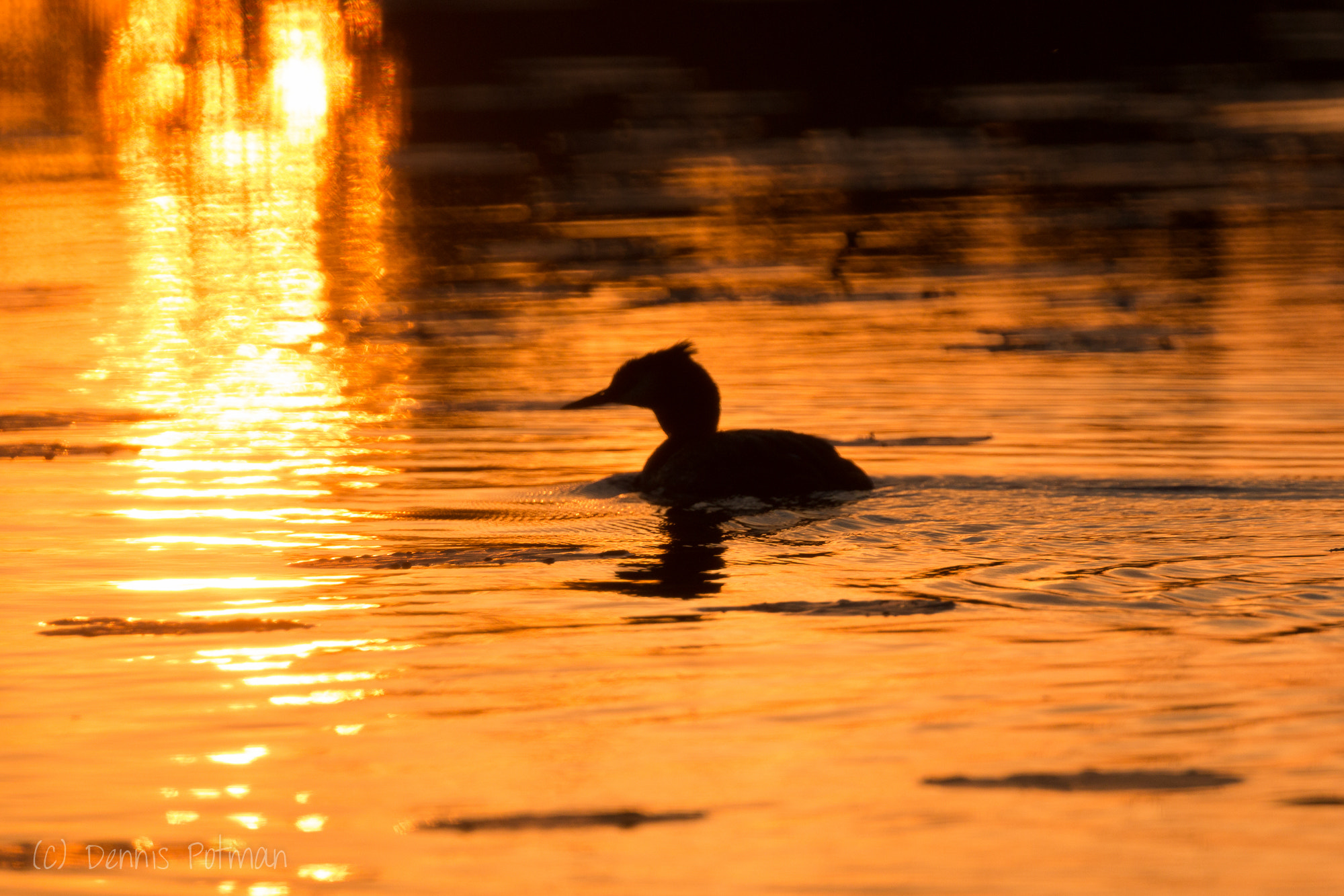 Canon EOS 70D + Canon EF 100-400mm F4.5-5.6L IS II USM sample photo. Great crested grebe at sunrise photography