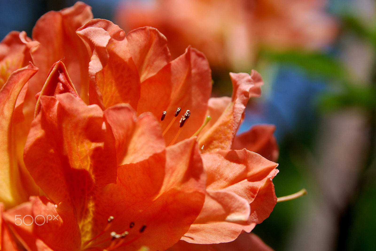 AF Zoom-Nikkor 28-105mm f/3.5-4.5D IF sample photo. Flowers of spring photography