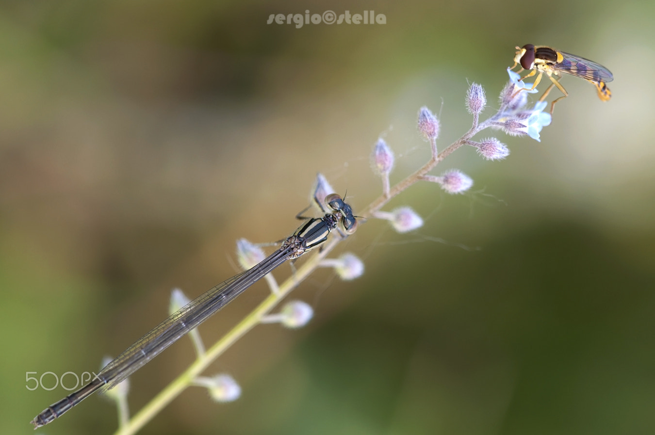 Sigma 150mm F2.8 EX DG Macro HSM sample photo. Myositis & friends photography