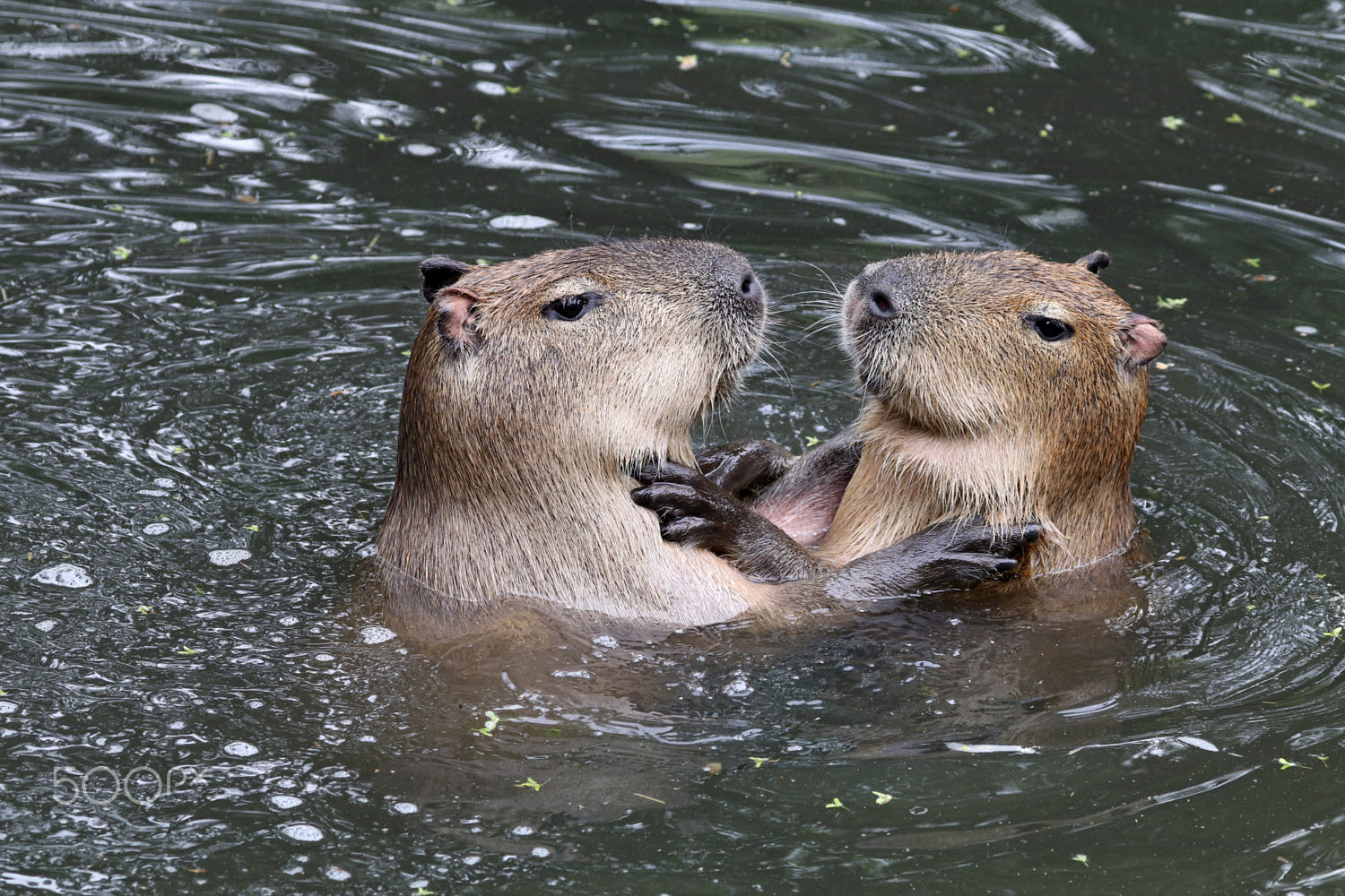 Capybaras by Edwin Butter / 500px