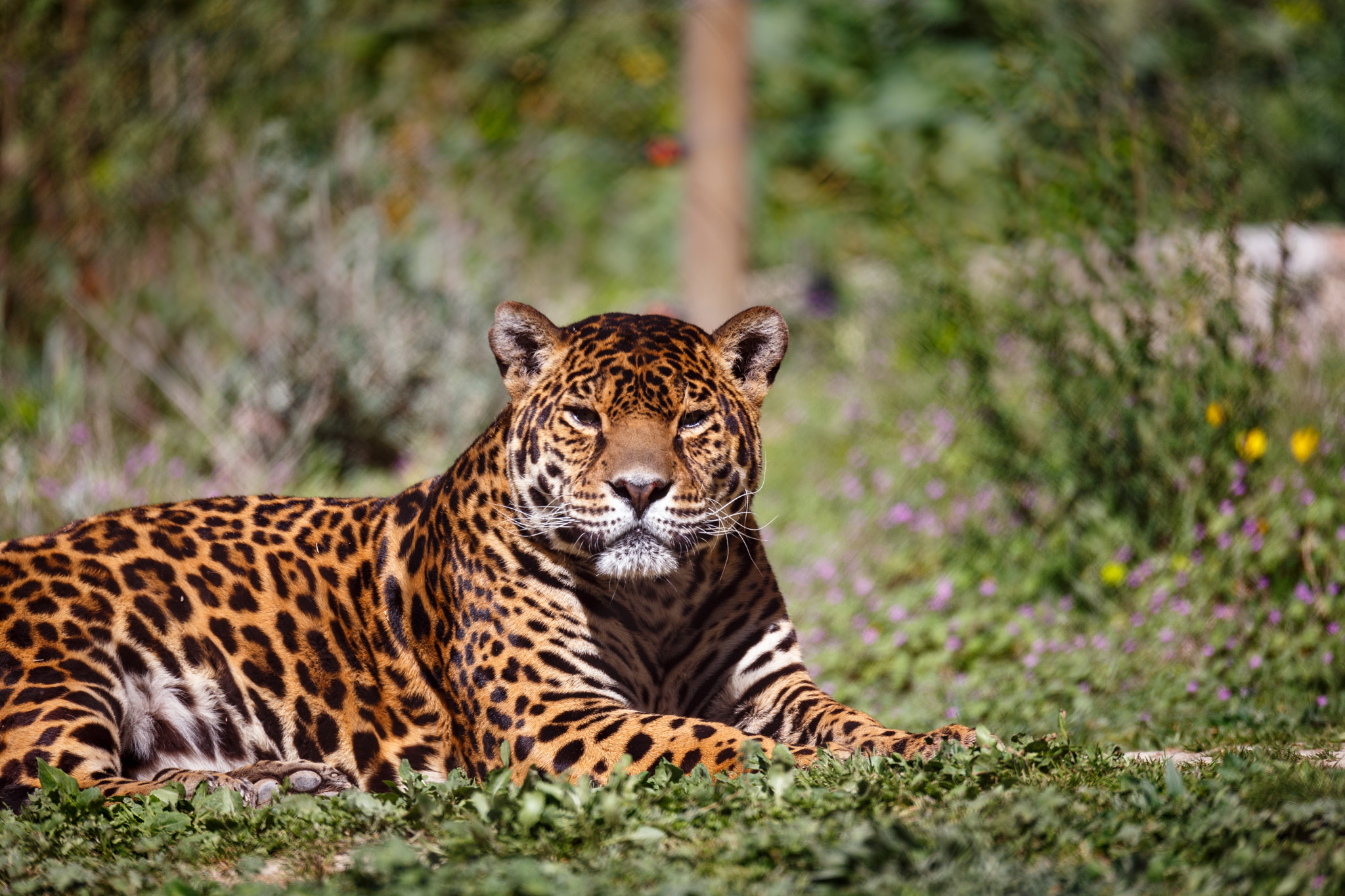 Sigma 150-600mm F5-6.3 DG OS HSM | C sample photo. I see you photography