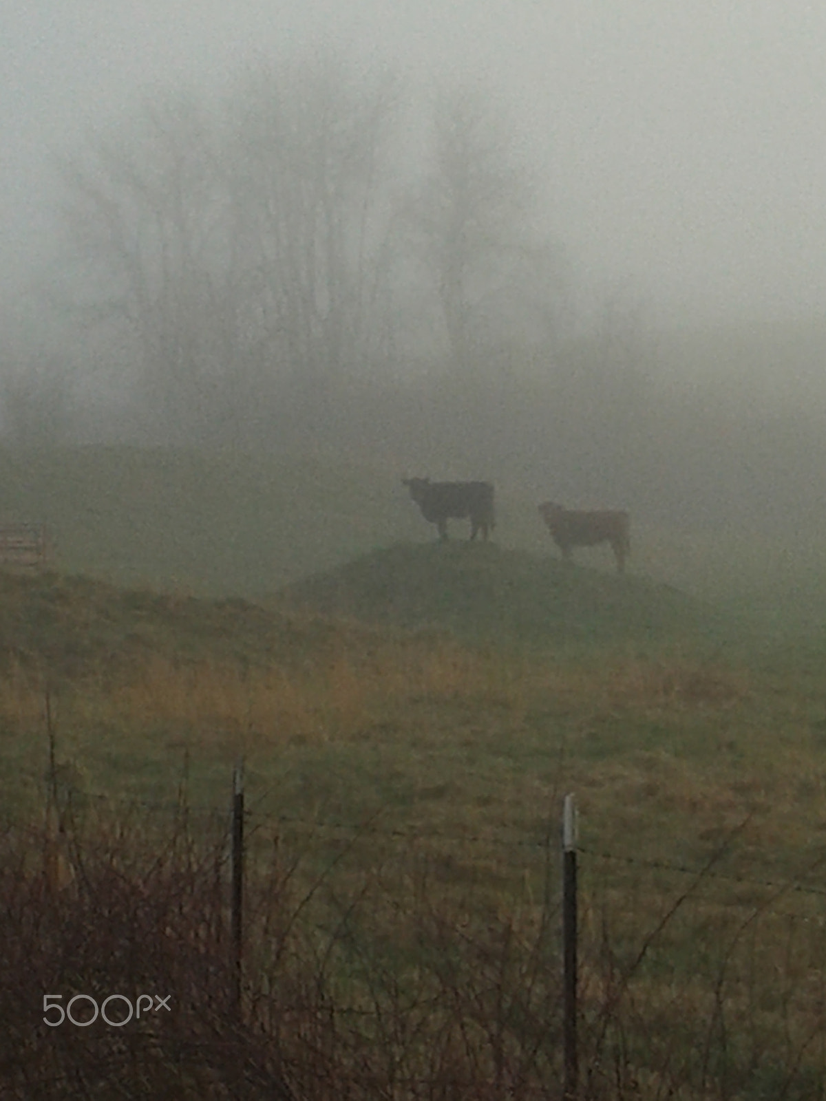 Samsung Galaxy Exhibit sample photo. Cows in the mist photography