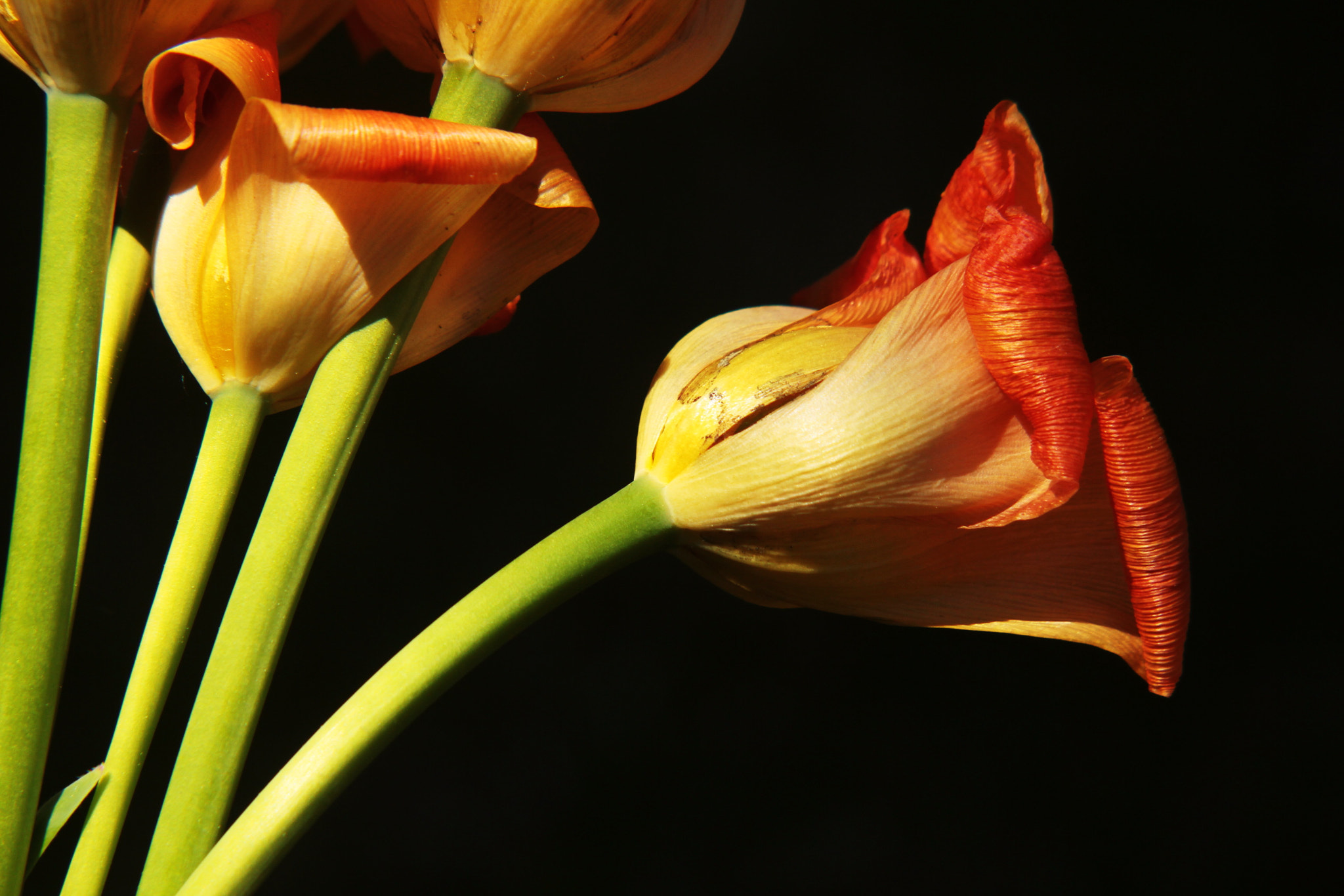 Canon EF-S 55-250mm F4-5.6 IS II sample photo. Leave me alone photography