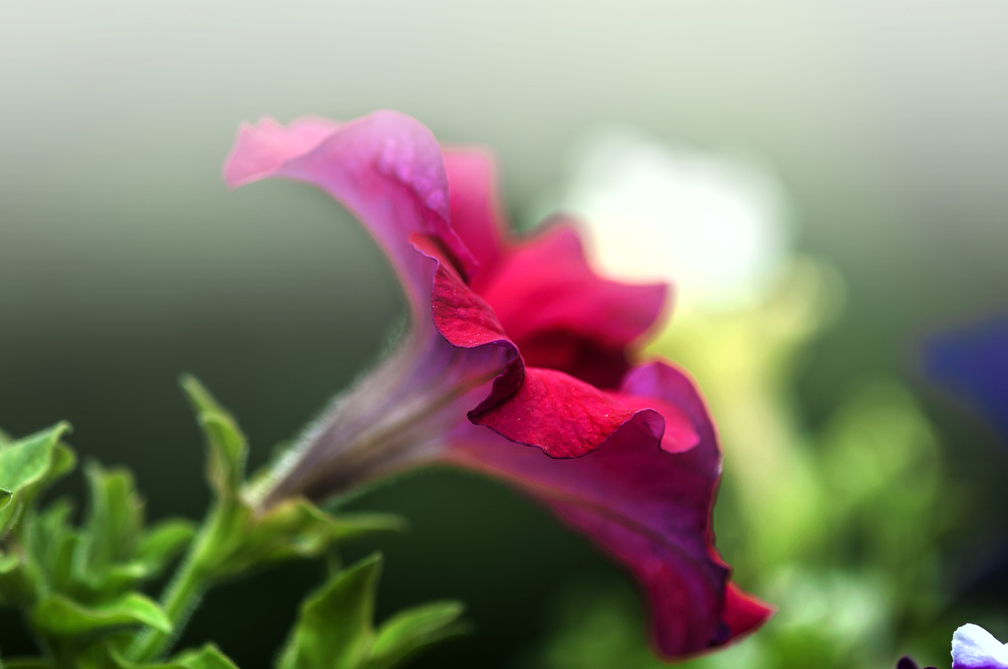 Nikon D300 + AF Micro-Nikkor 105mm f/2.8 sample photo. Цветок "Петунья" photography