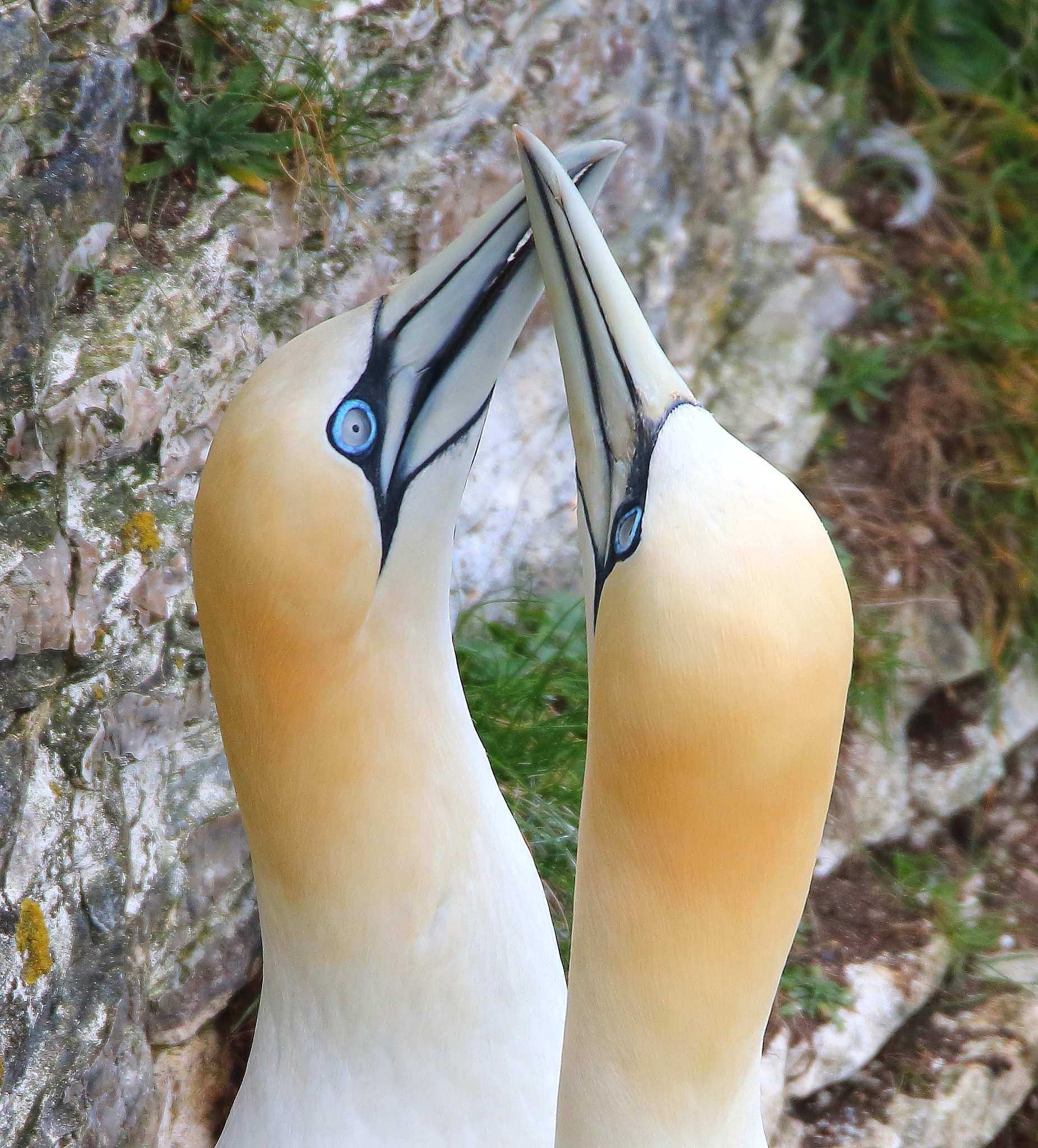 Canon EOS 70D + Sigma 150-600mm F5-6.3 DG OS HSM | S sample photo. Northern gannets photography