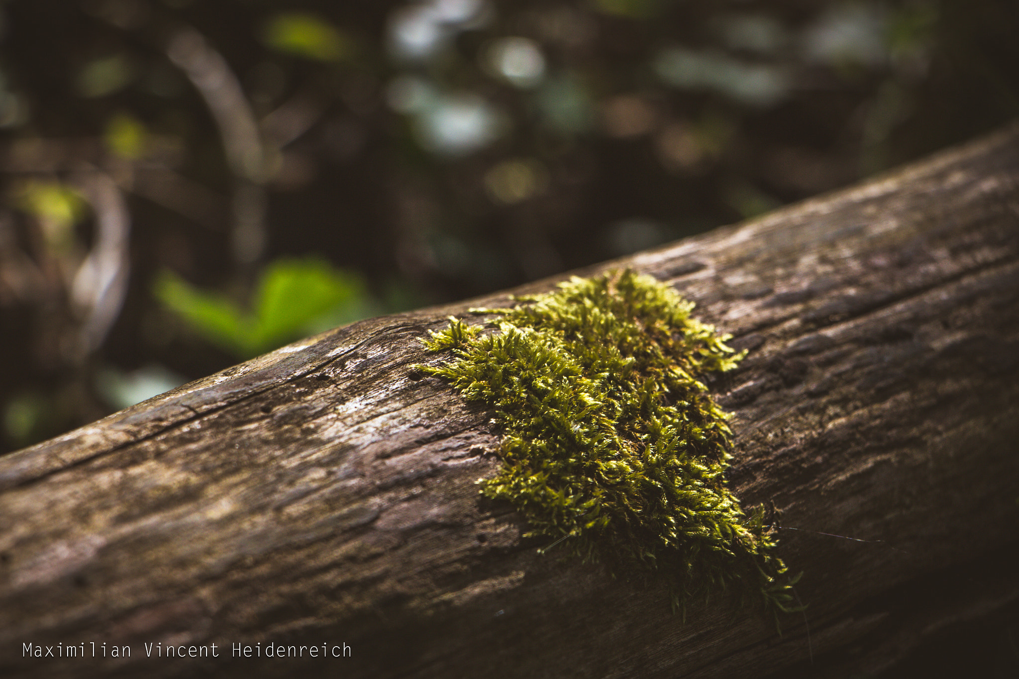 Canon EOS 700D (EOS Rebel T5i / EOS Kiss X7i) + Canon EF-S 18-135mm F3.5-5.6 IS STM sample photo. Mossy heart photography
