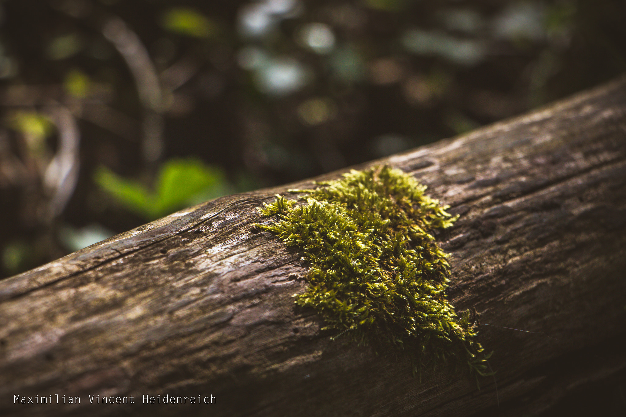 Canon EF-S 18-135mm F3.5-5.6 IS STM sample photo. Mossy heart photography