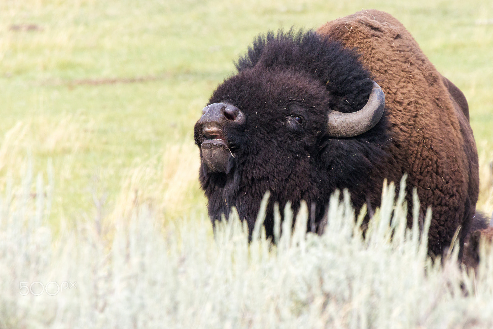 Sigma 50-500mm F4.5-6.3 DG OS HSM sample photo. Tatanka photography