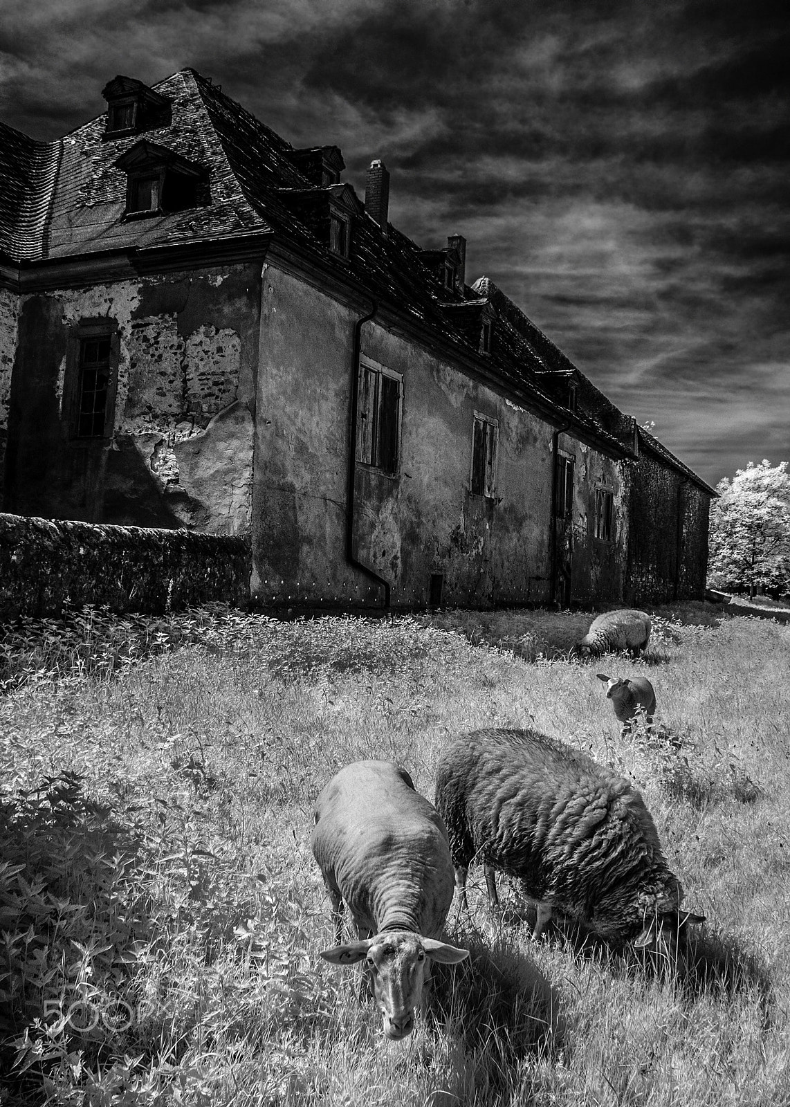 Nikon D70s sample photo. Creepsheep photography