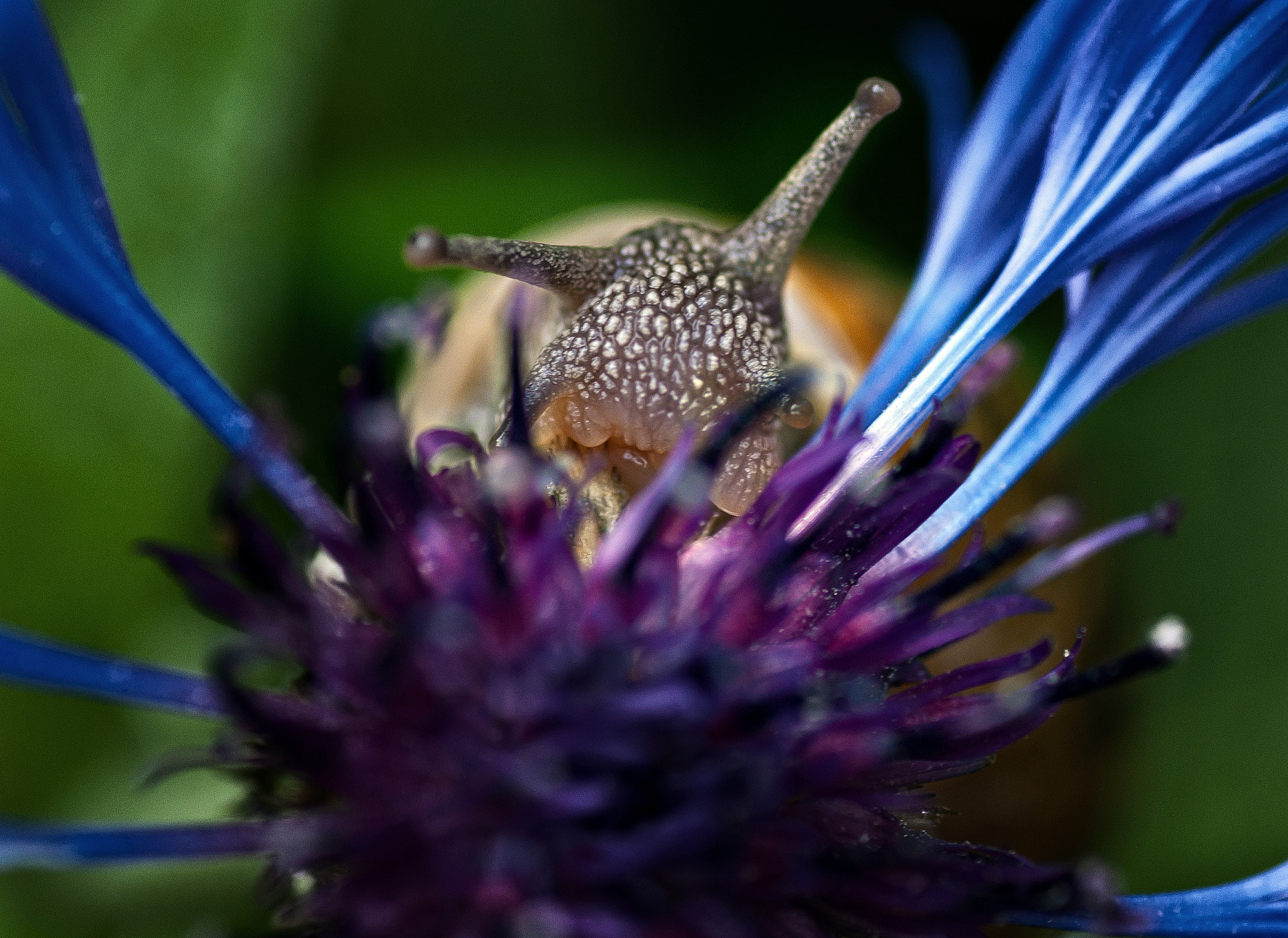 Tamron SP AF 90mm F2.8 Di Macro sample photo. Nom nom photography