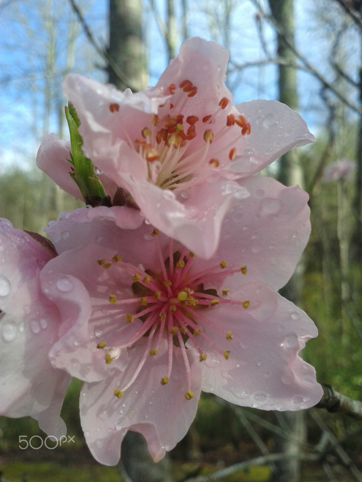 Samsung Galaxy Exhibit sample photo. Early morning peach photography