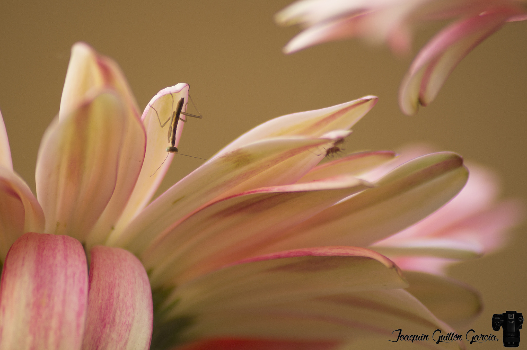 Sony SLT-A35 sample photo. . photography