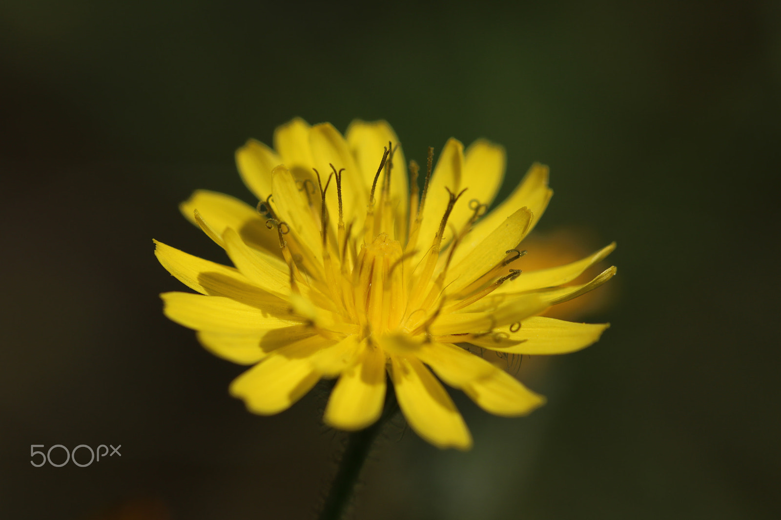 Canon EOS 750D (EOS Rebel T6i / EOS Kiss X8i) + Canon EF 100mm F2.8L Macro IS USM sample photo. Macro photography