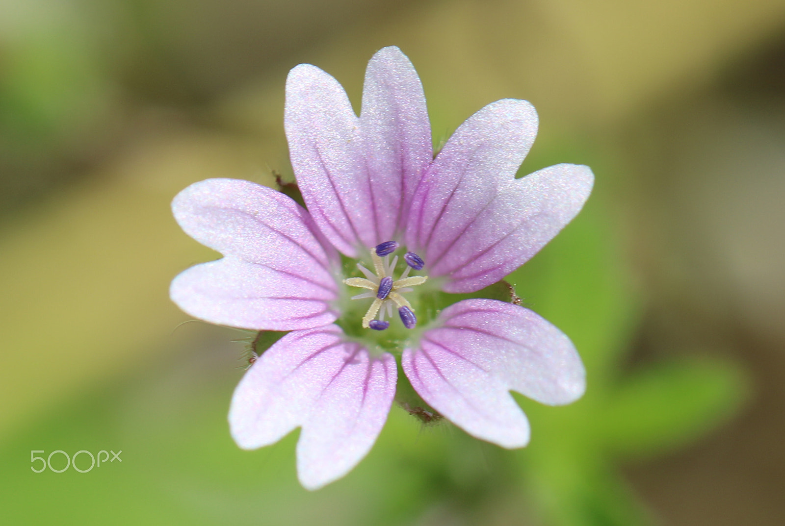 Canon EOS 750D (EOS Rebel T6i / EOS Kiss X8i) + Canon EF 100mm F2.8L Macro IS USM sample photo. Flowers photography