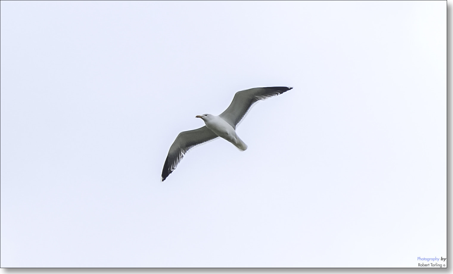 Nikon D80 + AF Zoom-Nikkor 35-135mm f/3.5-4.5 N sample photo. Fly like a sea gull... photography