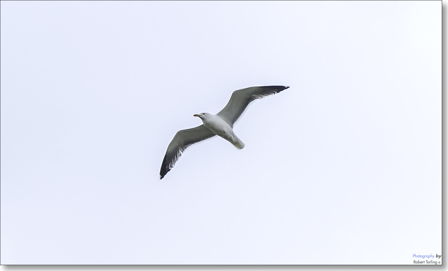 AF Zoom-Nikkor 35-135mm f/3.5-4.5 N sample photo. Fly like a sea gull... photography