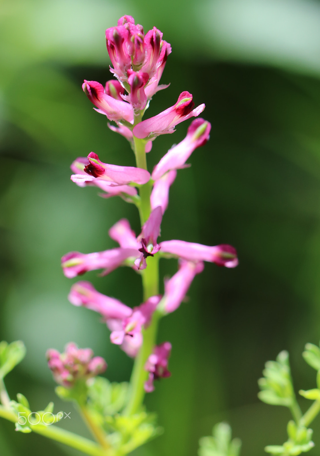 Canon EOS 750D (EOS Rebel T6i / EOS Kiss X8i) + Canon EF 100mm F2.8L Macro IS USM sample photo. Flower photography