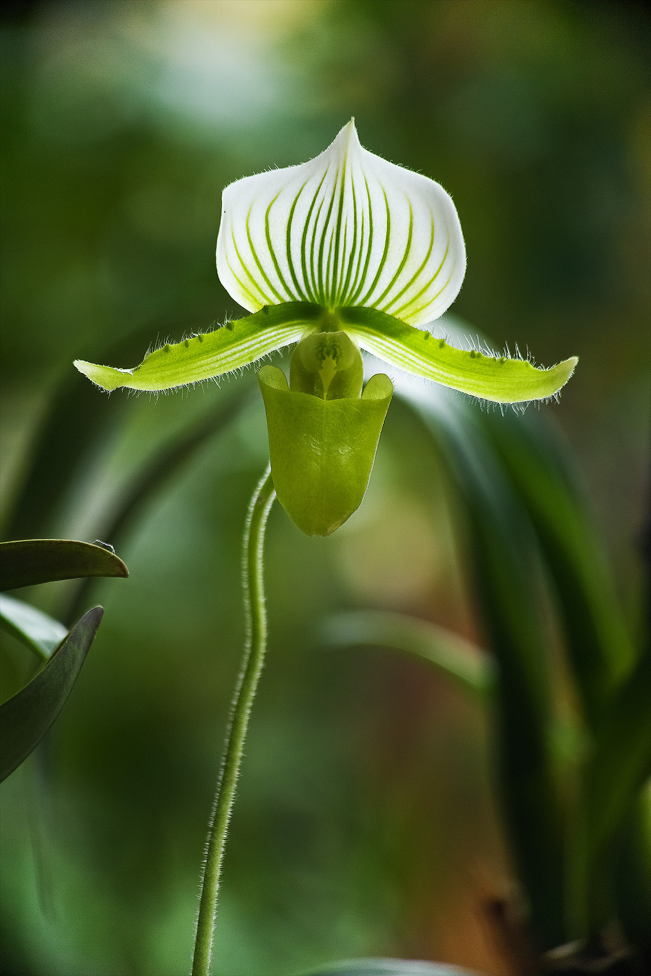 Pentax K-1 + Pentax smc DA 55-300mm F4.0-5.8 ED sample photo. Orchid photography