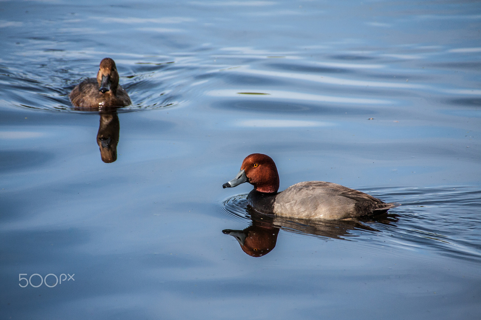 Sigma 18-250mm F3.5-6.3 DC OS HSM sample photo. Redheads photography