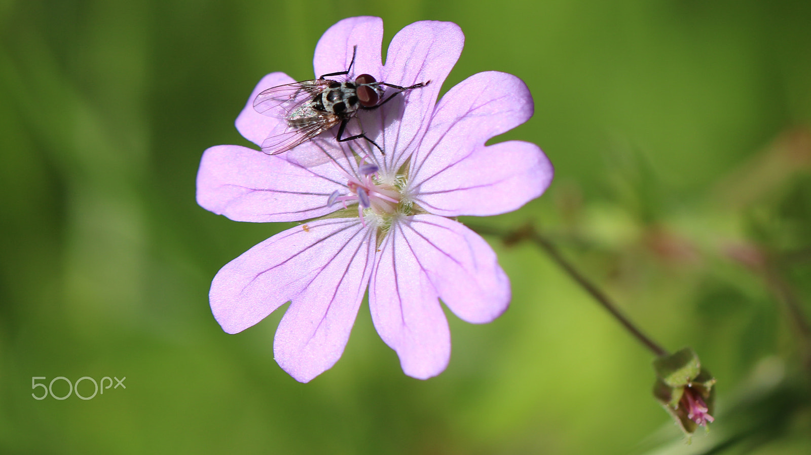 Canon EOS 750D (EOS Rebel T6i / EOS Kiss X8i) + Canon EF 100mm F2.8L Macro IS USM sample photo. Flower photography