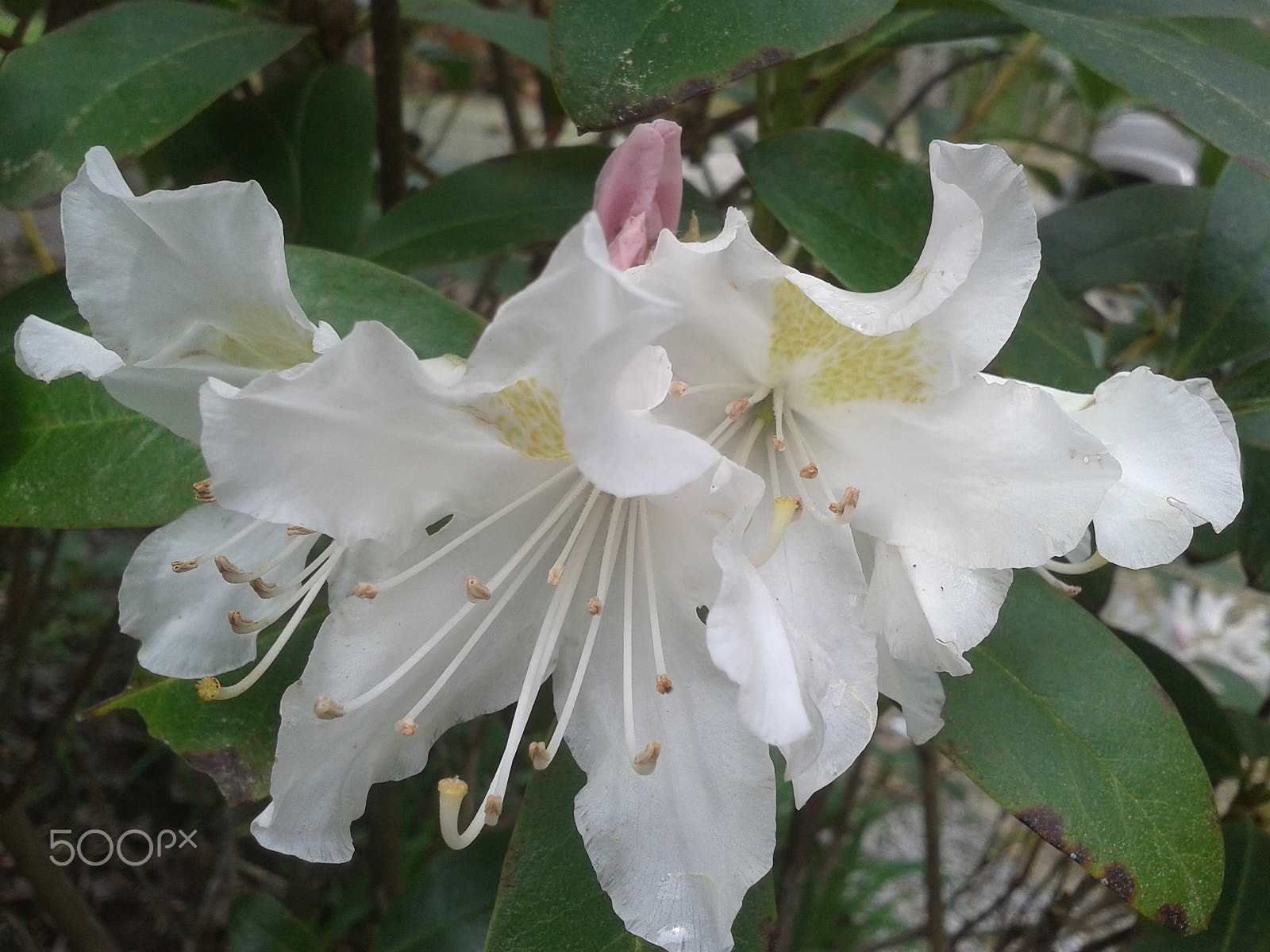 Samsung Galaxy Exhibit sample photo. White azaleas with dew photography