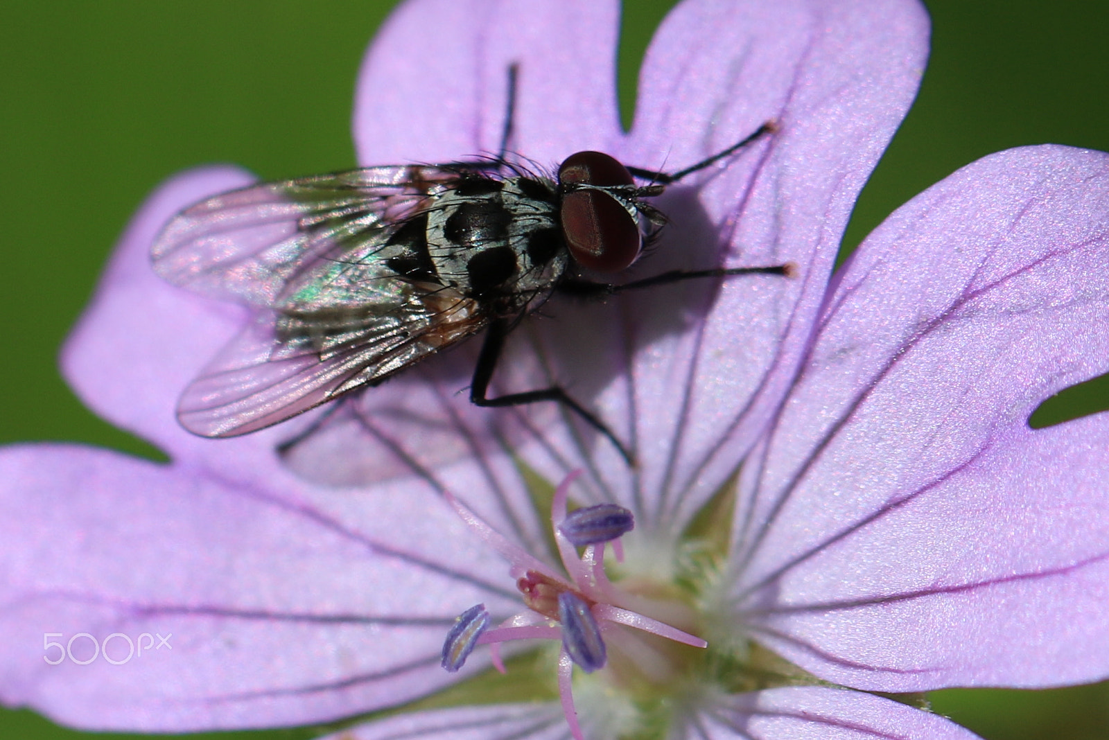 Canon EOS 750D (EOS Rebel T6i / EOS Kiss X8i) + Canon EF 100mm F2.8L Macro IS USM sample photo. Macro photography