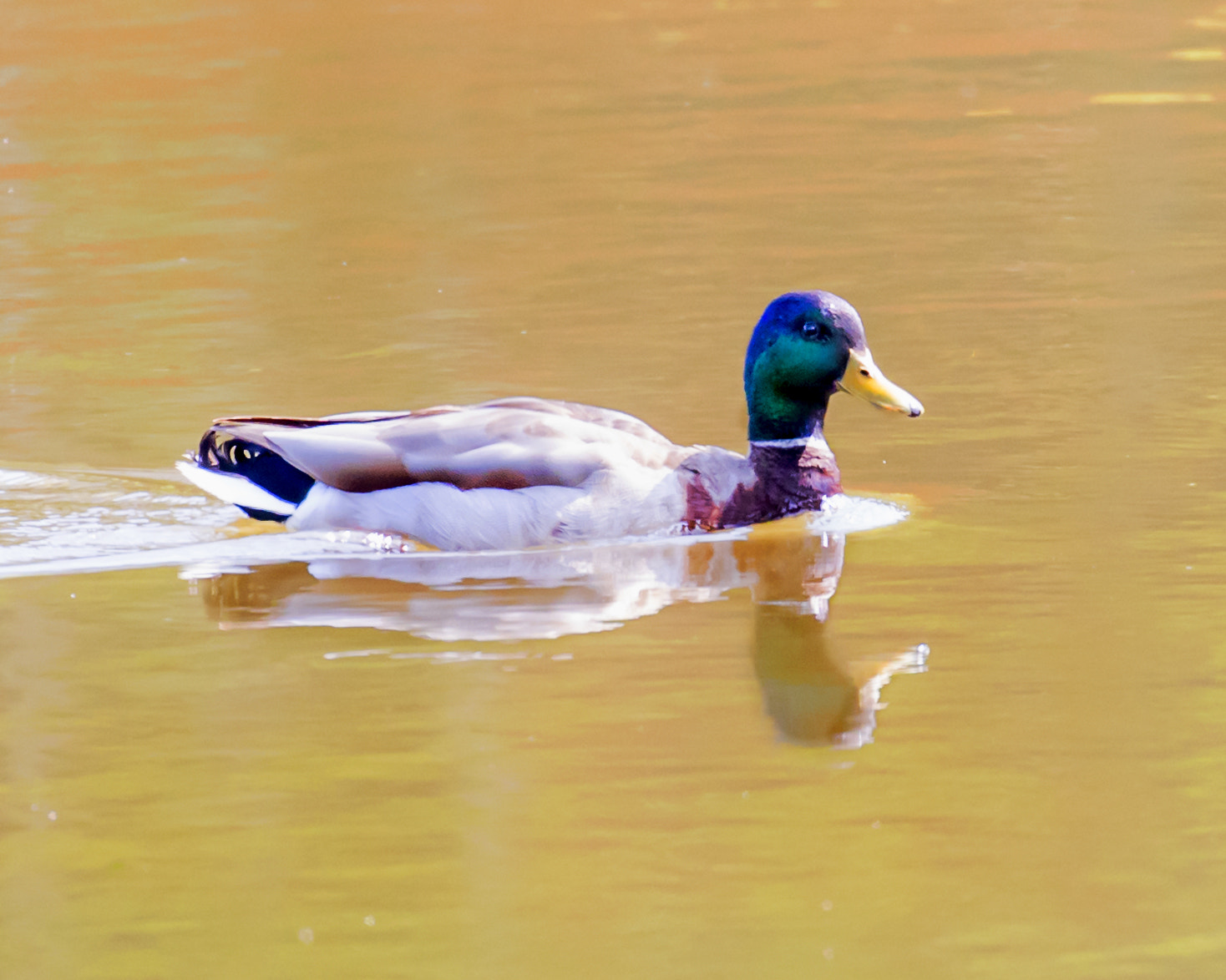 Canon EF 100-400mm F4.5-5.6L IS II USM sample photo. Mallard photography