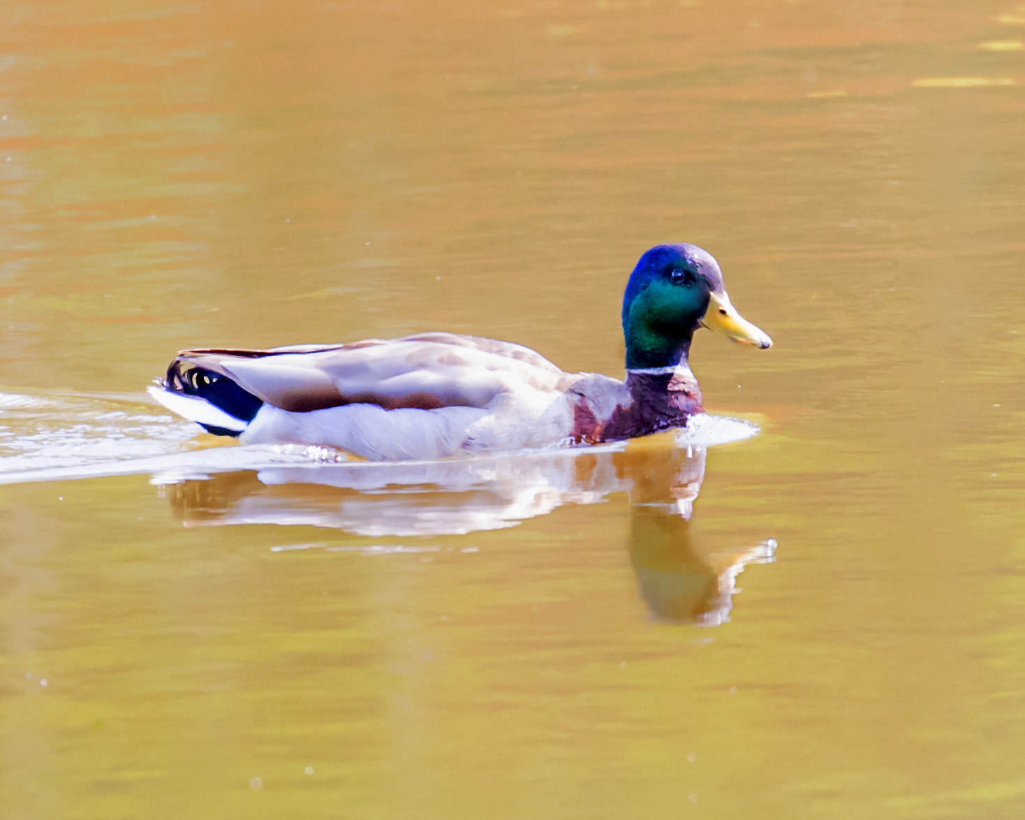 Canon EOS-1D X Mark II + Canon EF 100-400mm F4.5-5.6L IS II USM sample photo. Mallard photography