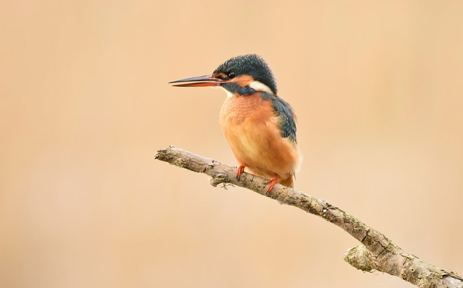 Sigma 150-600mm F5-6.3 DG OS HSM | C sample photo