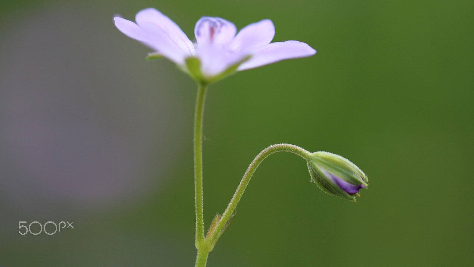 Canon EOS 750D (EOS Rebel T6i / EOS Kiss X8i) + Canon EF 100mm F2.8L Macro IS USM sample photo. Flowers photography