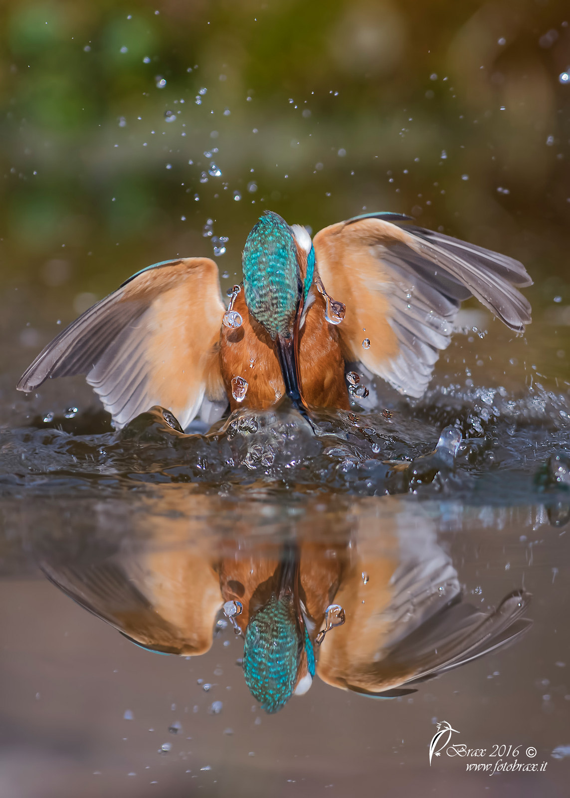 Nikon AF-S Nikkor 300mm F2.8G ED-IF VR sample photo. Martin pescatore photography