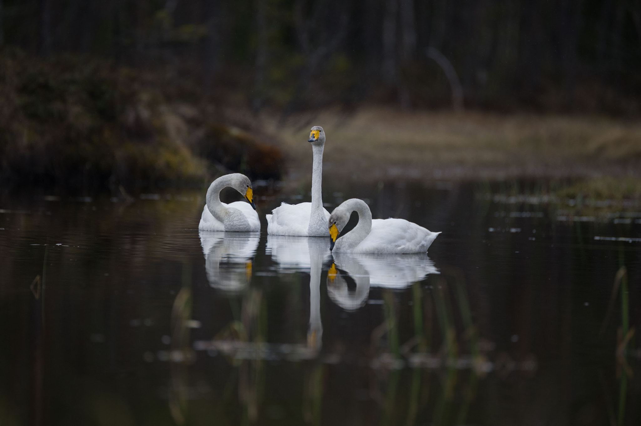 Nikon D3S sample photo. Silence photography