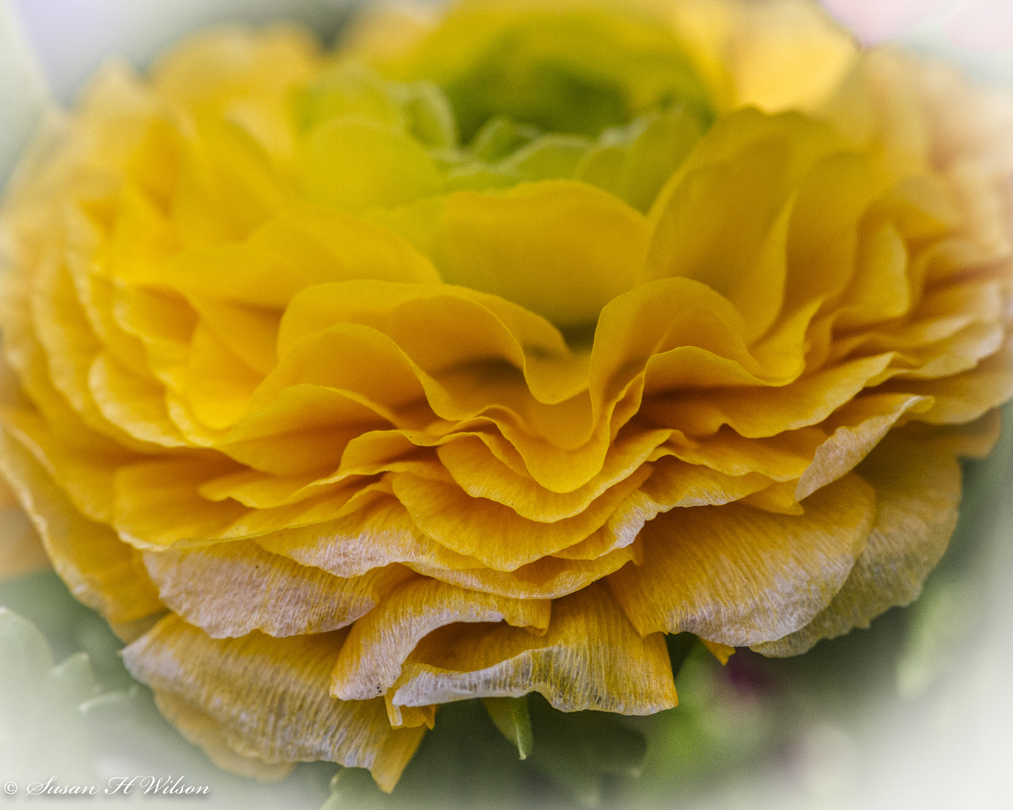 Canon EF 180mm F3.5L Macro USM sample photo. Delicate petals photography