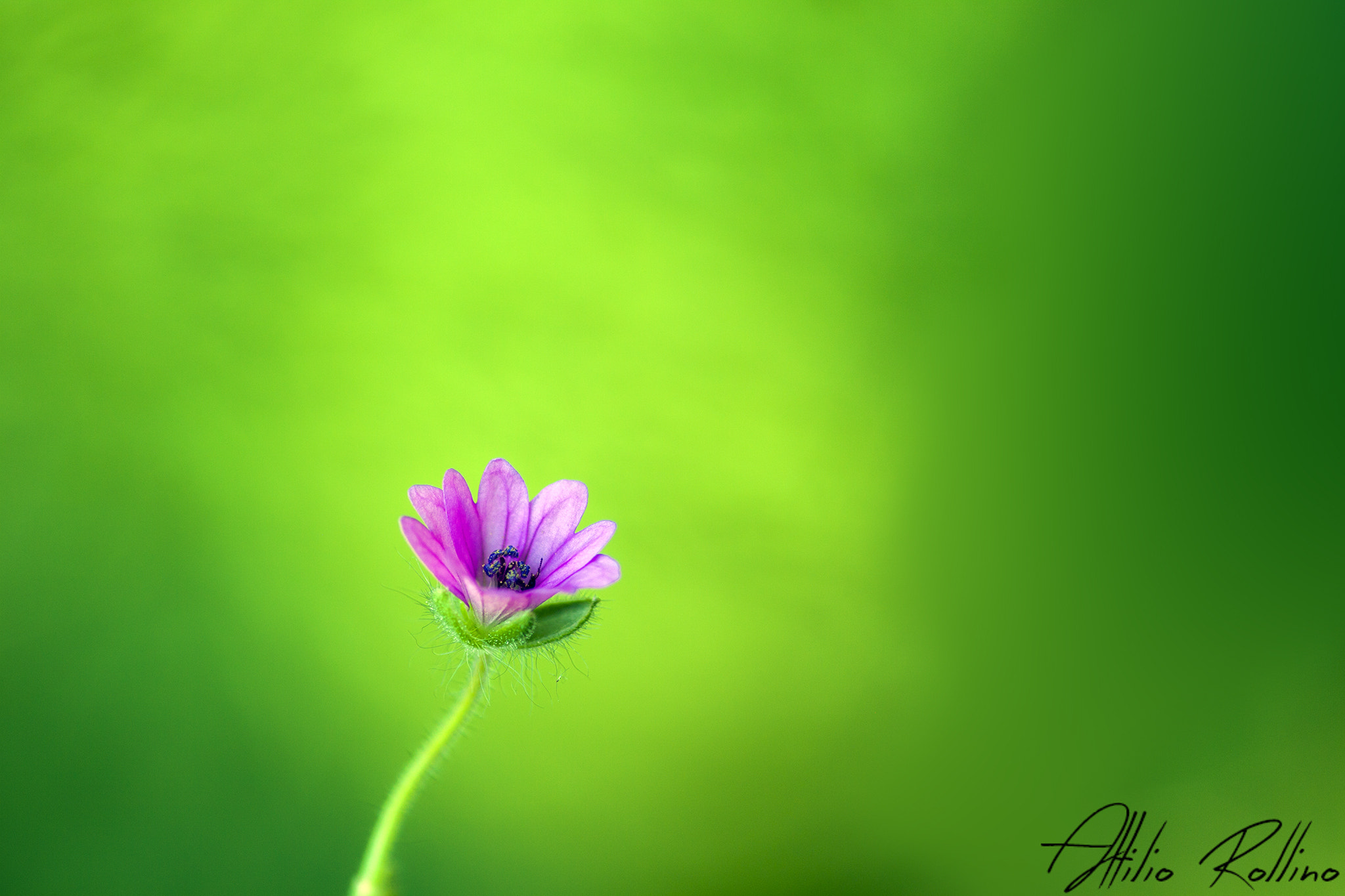 Canon EOS 50D + Sigma 105mm F2.8 EX DG Macro sample photo. Senza photography