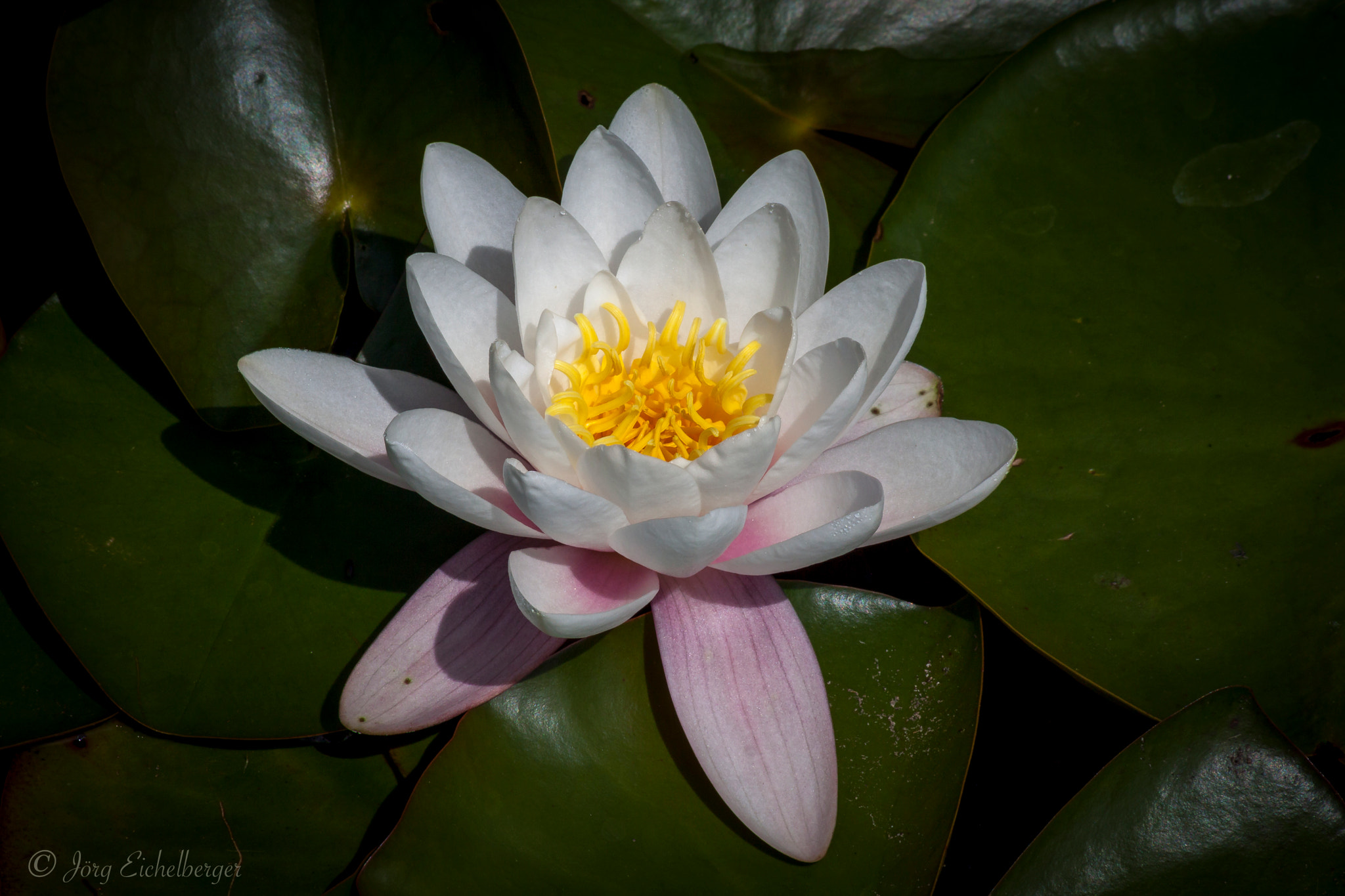 Canon EOS 50D + Canon EF 75-300mm F4.0-5.6 IS USM sample photo. Water lily photography