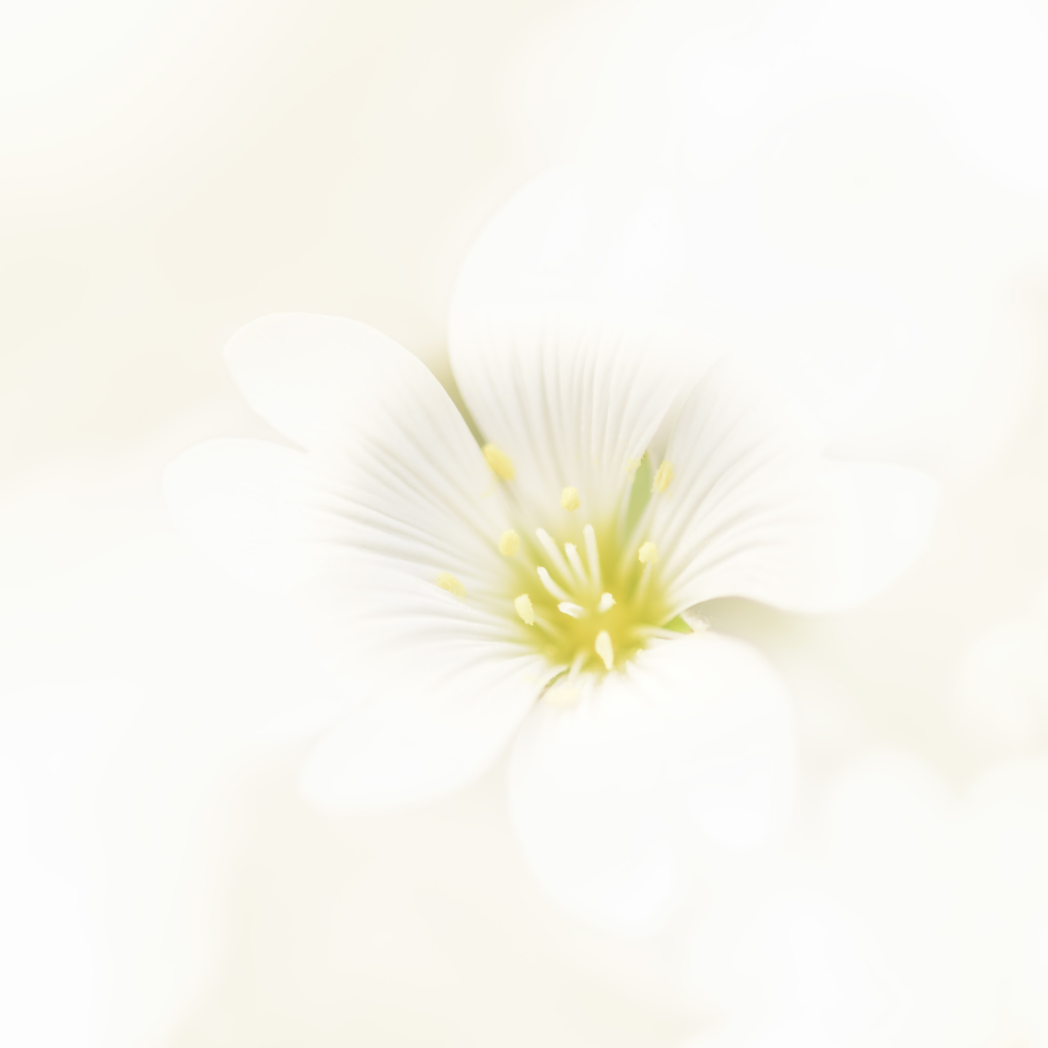 Nikon D810 + Nikon AF Micro-Nikkor 200mm F4D ED-IF sample photo. Snow in summer photography
