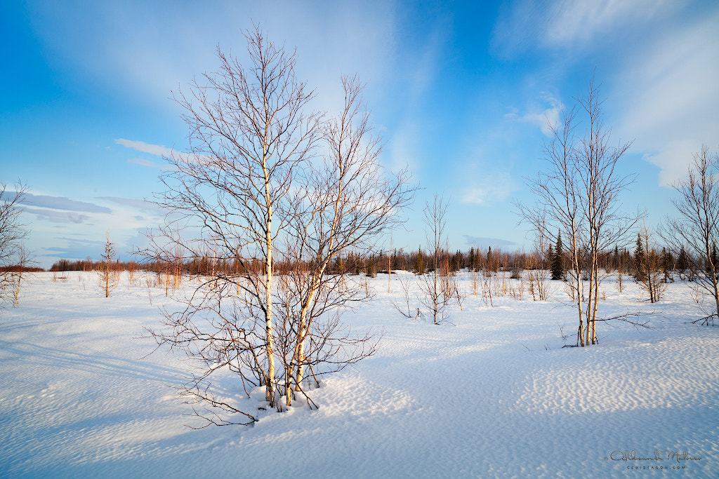 Canon EOS 5DS R sample photo. May in the north photography