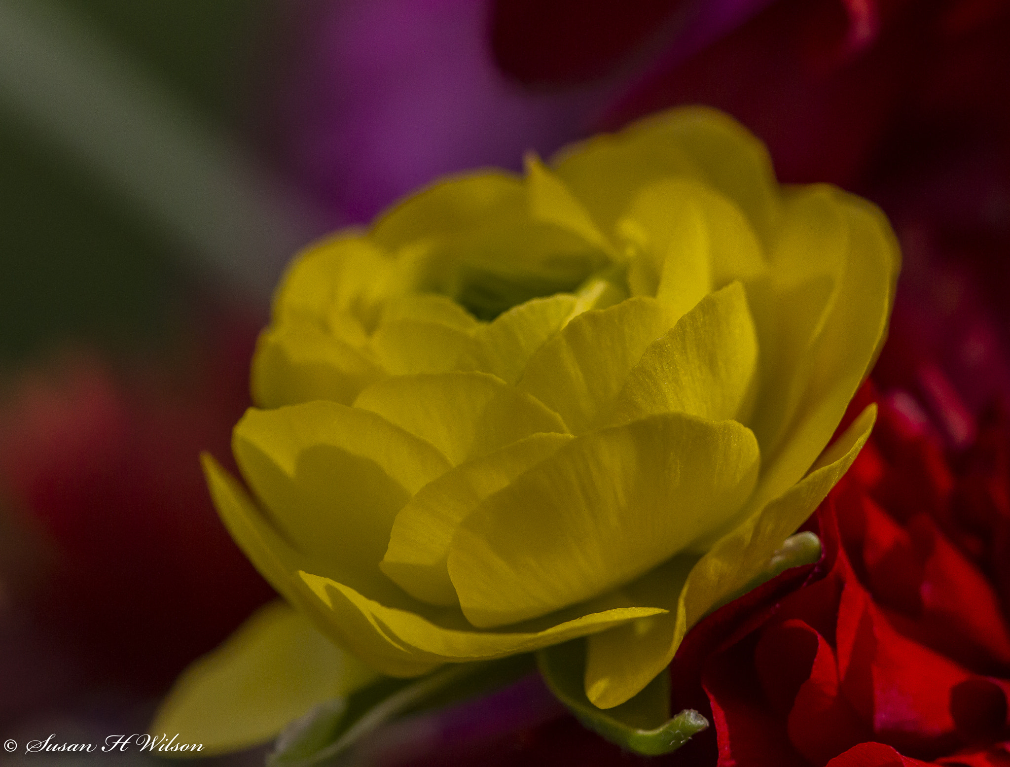 Canon EF 180mm F3.5L Macro USM sample photo. Spring bloom photography