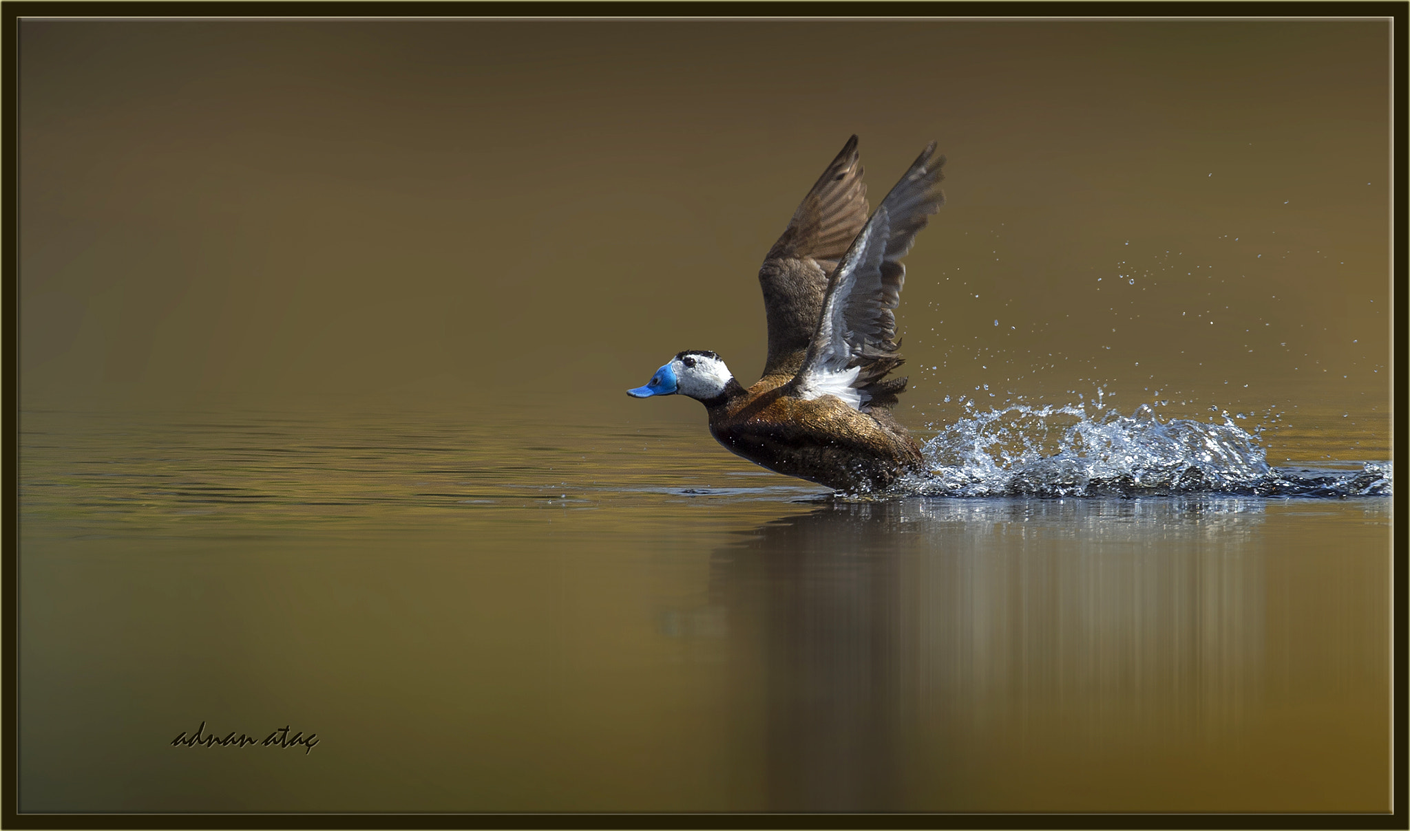 Nikon D4 sample photo. Dikkuyruk - white-headed duck - oxyura leucocephala photography