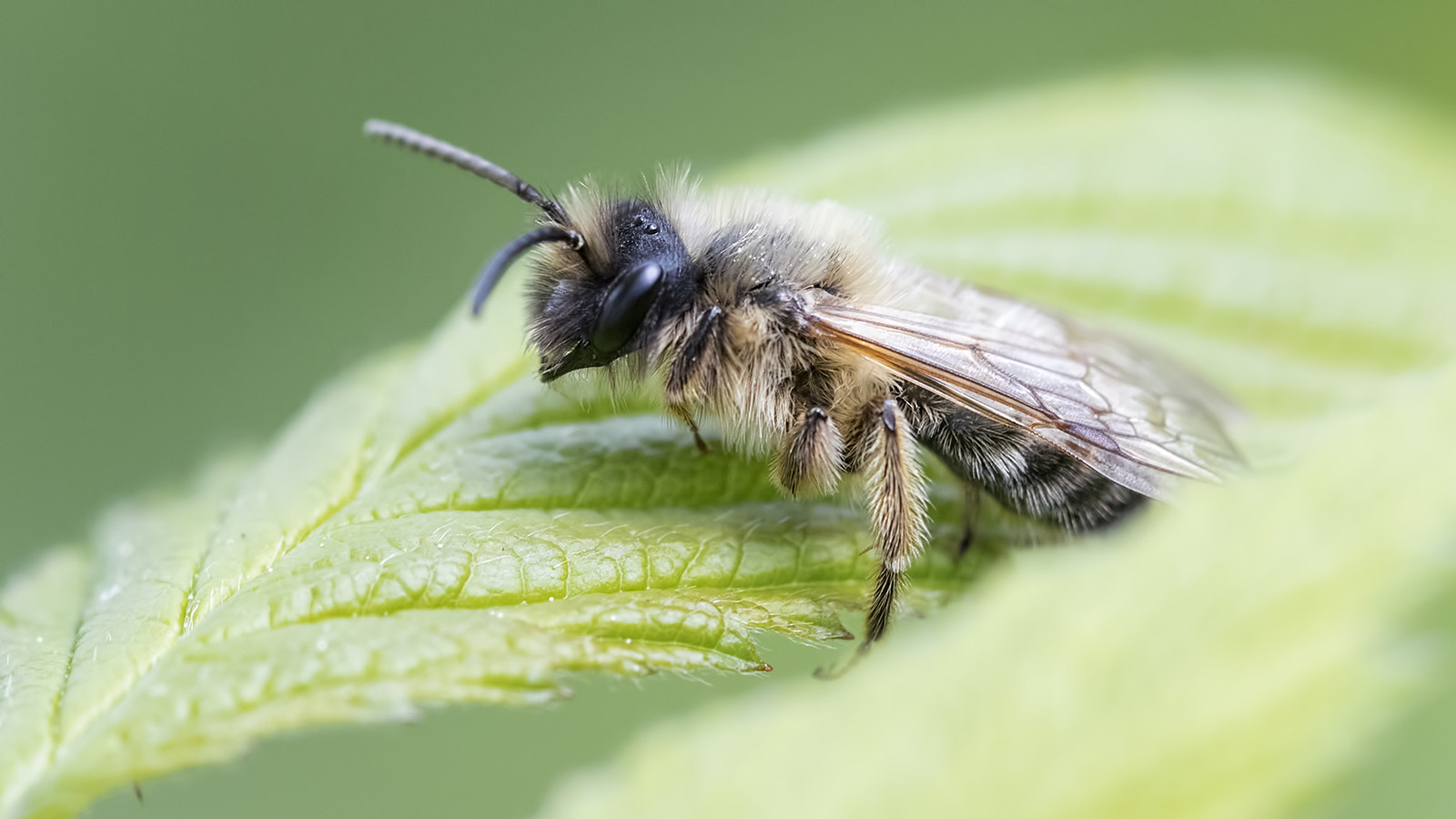 Canon EOS 7D Mark II + Tamron SP AF 180mm F3.5 Di LD (IF) Macro sample photo. Maya l'abeille photography