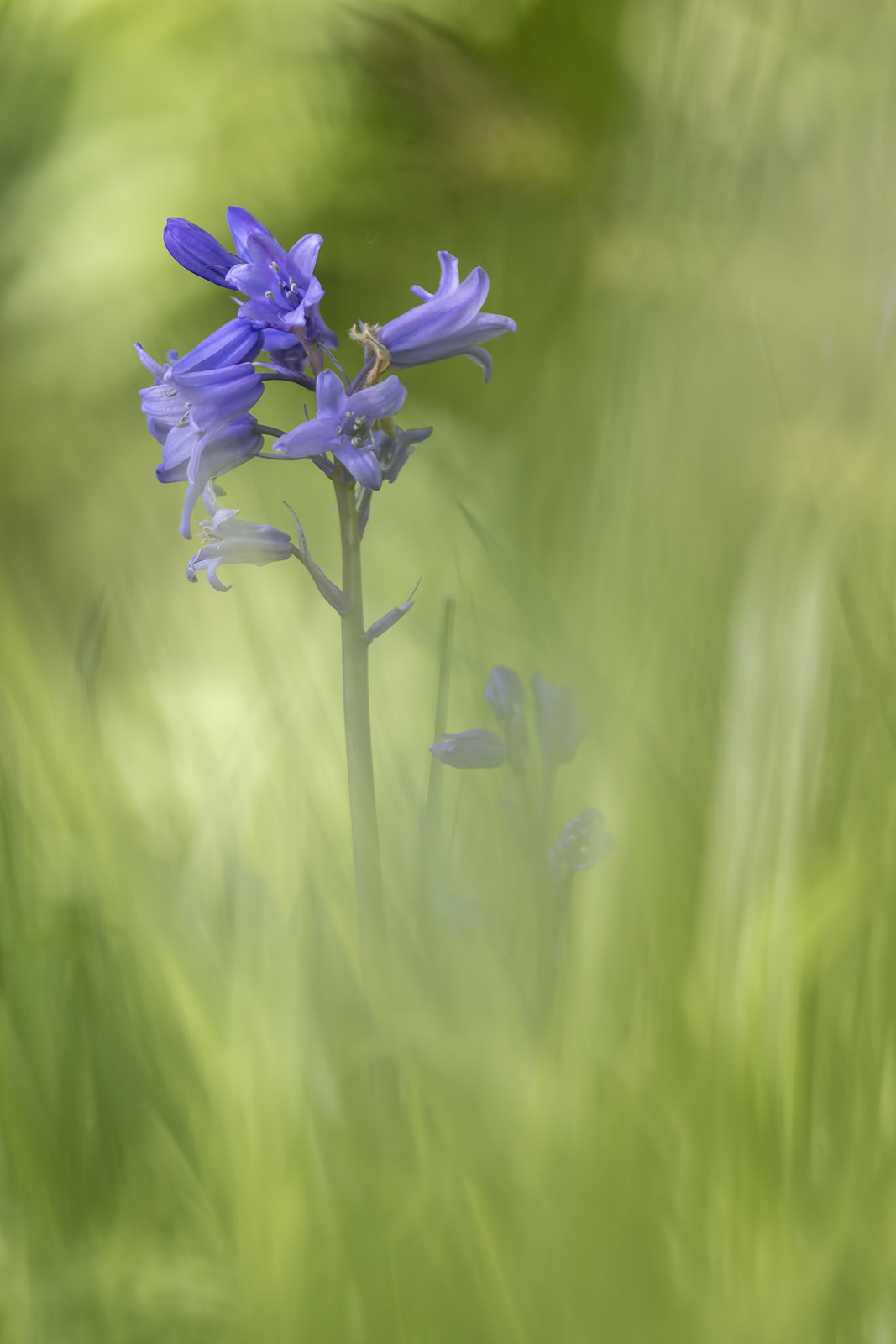 Tamron SP AF 180mm F3.5 Di LD (IF) Macro sample photo. Jacinthe sauvage photography