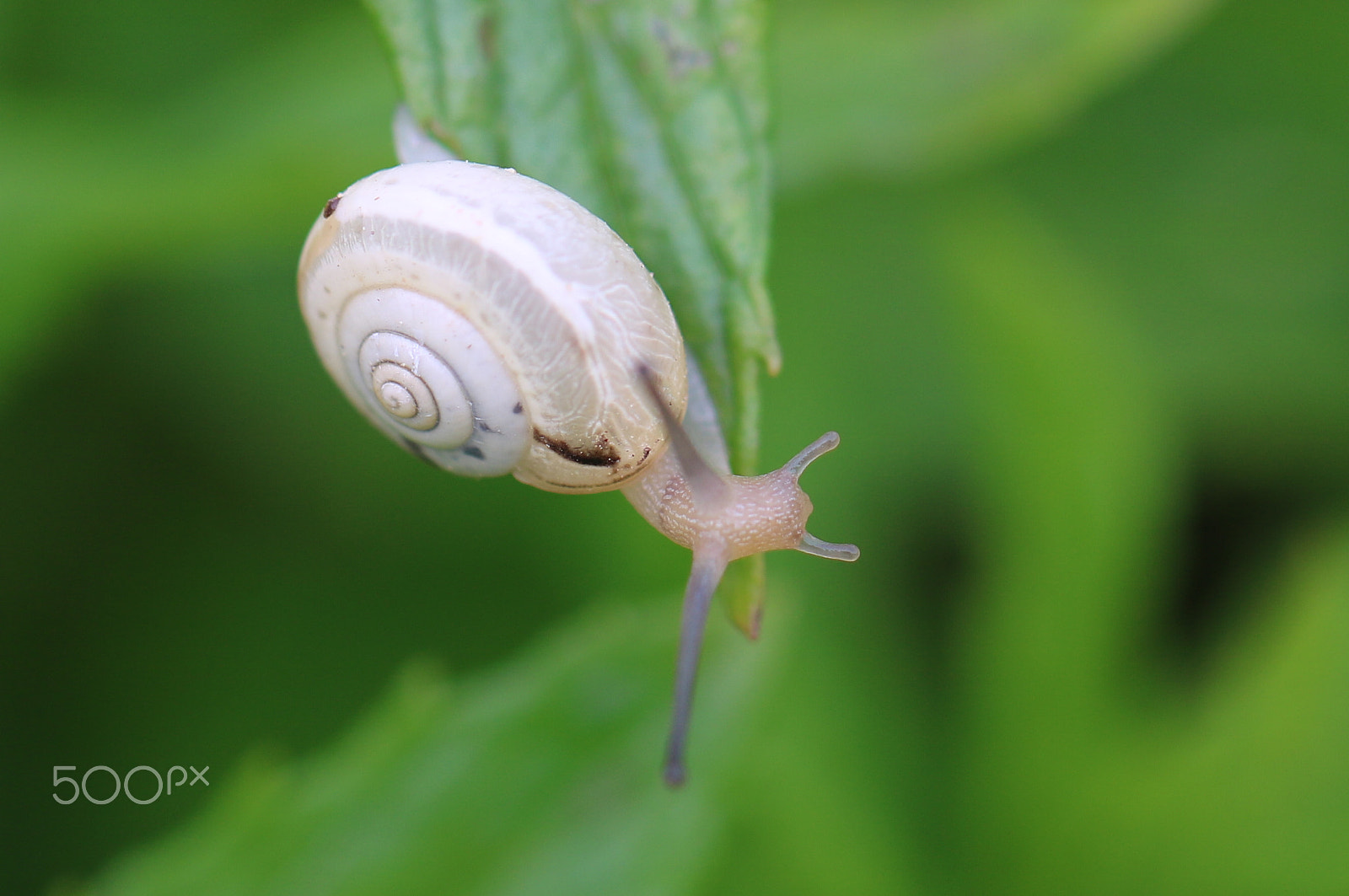 Canon EOS 750D (EOS Rebel T6i / EOS Kiss X8i) + Canon EF 100mm F2.8L Macro IS USM sample photo. Macro photography